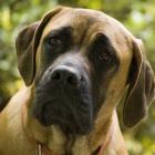 Mastiff