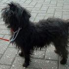 Affenpinscher