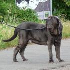 Mastino Napoletano