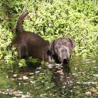 Mastino Napoletano