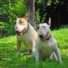 Miniature Bull Terrier