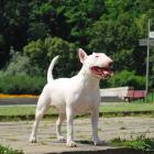 Miniature Bull Terrier