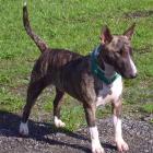 Miniature Bull Terrier