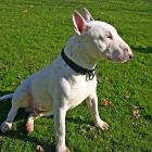 Miniature Bull Terrier