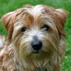 Norfolk Terrier 