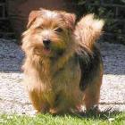 Norfolk Terrier