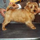 Norfolk Terrier