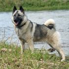 Norwegischer Elchhund grau