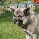 Norwegischer Elchhund grau