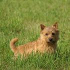 Norwich Terrier