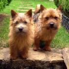 Norwich Terrier