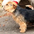 Norwich Terrier