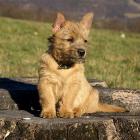 Norwich Terrier