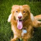 Nova Scotia Duck Tolling Retriever