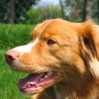 Nova Scotia Duck Tolling Retriever