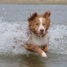 Nova Scotia Duck Tolling Retriever