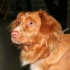 Nova Scotia Duck Tolling Retriever