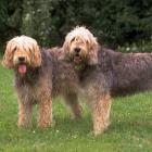 Otterhound