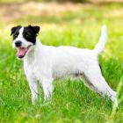 Parson Russell Terrier