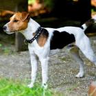 Parson Russell Terrier