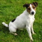 Parson Russell Terrier