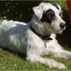 Parson Russell Terrier