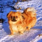 Pekinese