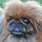 Pekinese