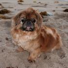 Pekinese