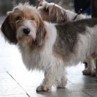 Petit Basset Griffon Vendéen