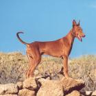 Podenco Canario