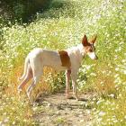 Podenco Canario