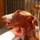 Podenco Canario