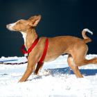 Podenco Ibicenco