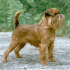 Brüsseler Griffon