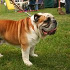 Englische Bulldogge