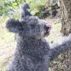 Pumi