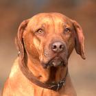 Rhodesian Ridgeback