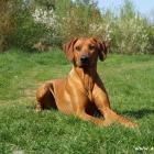 Rhodesian Ridgeback