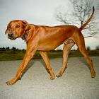 Rhodesian Ridgeback