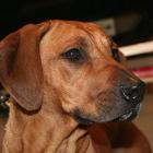 Rhodesian Ridgeback