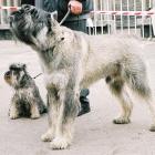 Riesenschnauzer