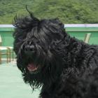 Russischer Schwarzer Terrier