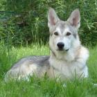 Saarloos-Wolfhund