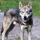 Saarloos-Wolfhund