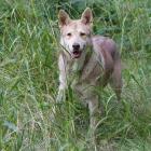 Saarloos-Wolfhund