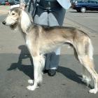 Saluki