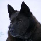 Schipperke