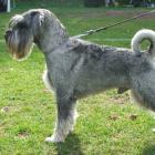 Mittelschnauzer