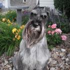 Mittelschnauzer